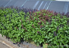 Maar liefst vijf nieuwe introducties in de Salvia Salgoon serie. Vorig jaar werd de ‘strawberry lakes’ geïntroduceerd, nu heeft men dus een bloeirijke, uniform presterende complete serie voor handen.